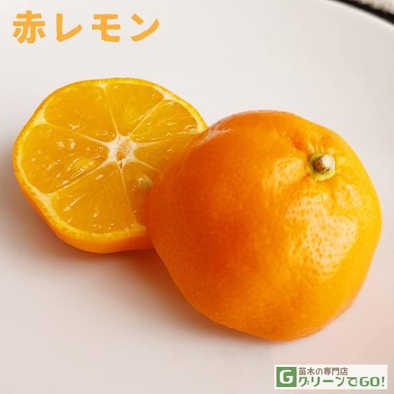 □優良2年生大苗□ レモン 苗木 【赤レモン】 2年生大苗 接ぎ木 : 苗木