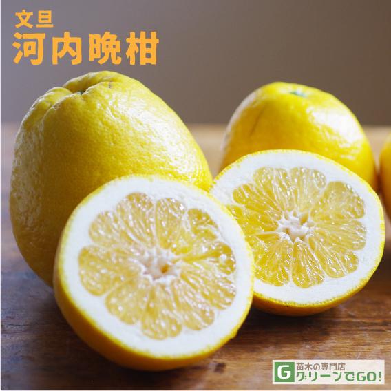 文旦 苗木 【河内晩柑 （かわちばんかん）】 1年生 接ぎ木苗 : 苗木の