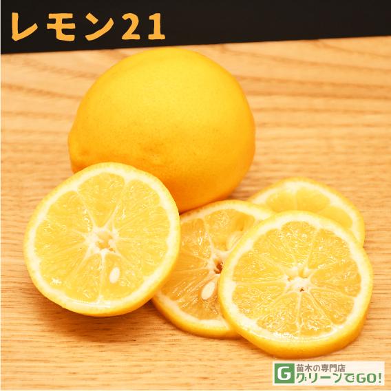 レモン 苗木 レモン21 1年生 挿し木苗 Tn03 159s001 01 苗木の専門店 グリーンでgo 通販 Yahoo ショッピング