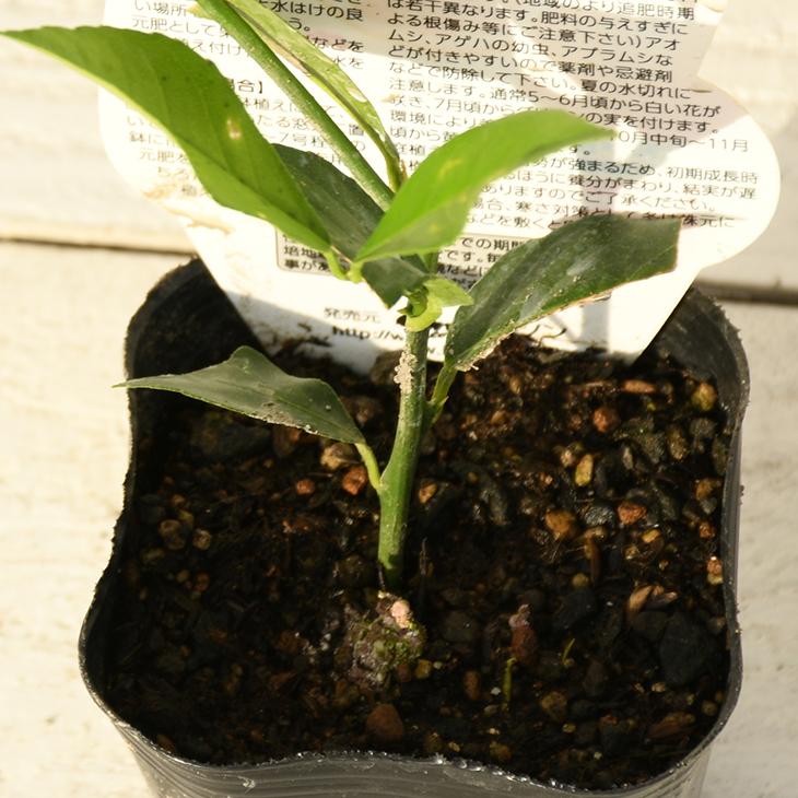 レモン 苗木 【レモン21】 1年生 挿し木苗 : 苗木の専門店 グリーンで