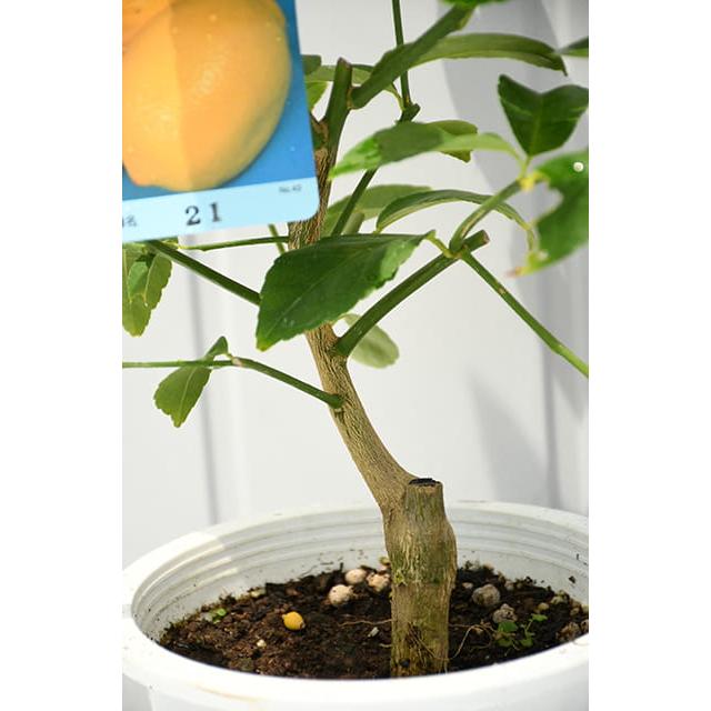 レモン 苗木 【レモン21】 3年生 接ぎ木 プラスチック鉢植え : 苗木の
