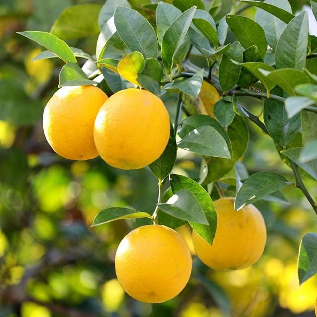 送料無料 実付き 苗木 接ぎ木 果樹 レモンの木 柑橘 3年生 大苗 常緑 苗 レモン21 レモン ニーム小袋付き