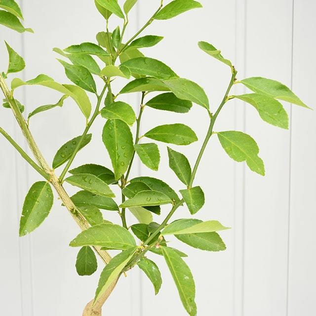 レモン 苗木 【サイパンレモン】 3年生 接ぎ木 鉢植え : 苗木の専門店