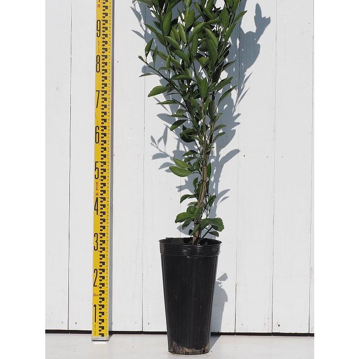 □優良2年生大苗□ みかん 苗木 【種なし小みかん 無核紀州 （むかくき