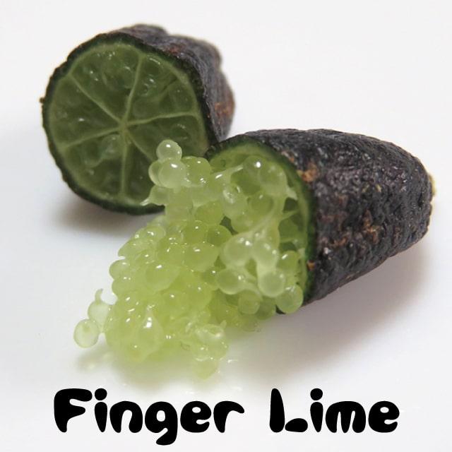 フィンガー ライム 苗 【フィンガーライム ダーラムエメラルド】 1年生