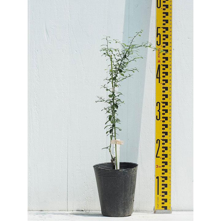 柑橘2年生　フィンガーライム接木苗／ダーラムエメラルド　8号鉢植え 楽天市場】フィンガーライム 苗 【ダーラムエメラルド】 果皮