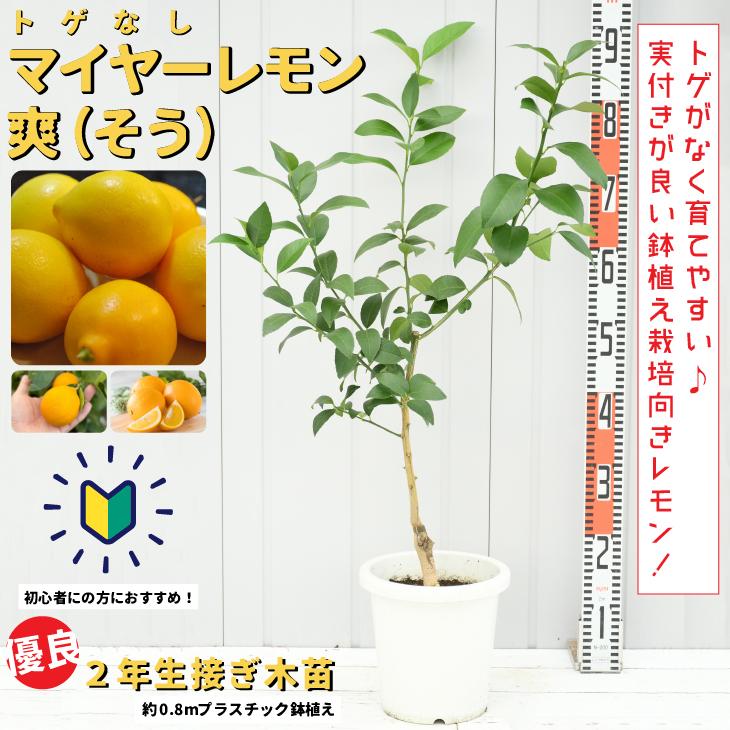 ザッキーページ✨マイヤーレモン苗木御希望2鉢 このまま落札です