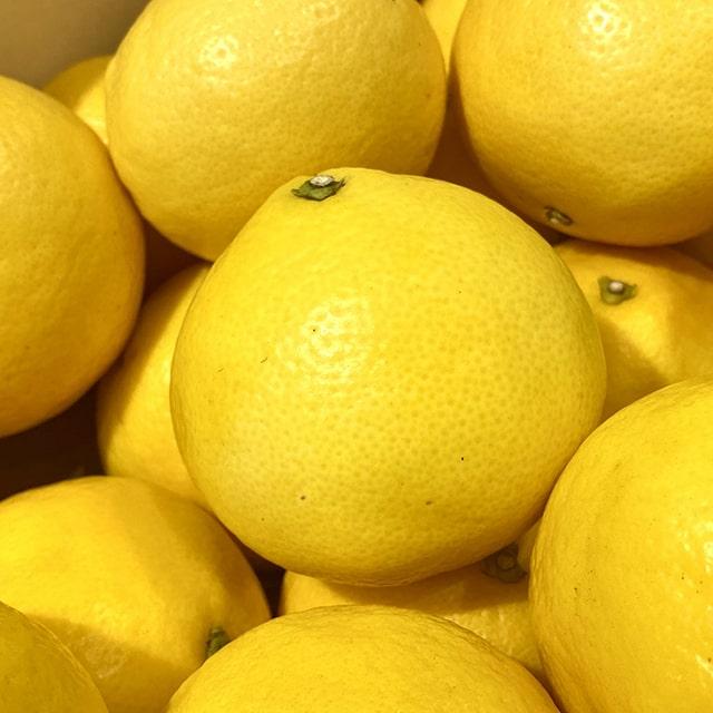 オレンジ 苗 【西内小夏 （にしうちこなつ）】 1年生 接ぎ木苗 : 苗木