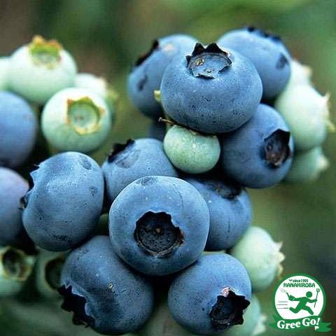 ブルーベリー 苗 スパルタン ノーザンハイブッシュ系 2年生 接ぎ木苗 Tn04 003t002 01 苗木の専門店 グリーンでgo 通販 Yahoo ショッピング