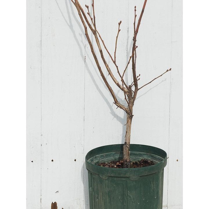 ブルーベリー 苗 【チャンドラー （ノーザンハイブッシュ系）】 3年生