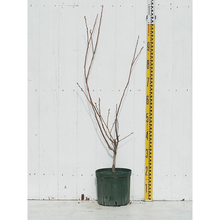 ブルーベリー 苗 【チャンドラー （ノーザンハイブッシュ系）】 3年生