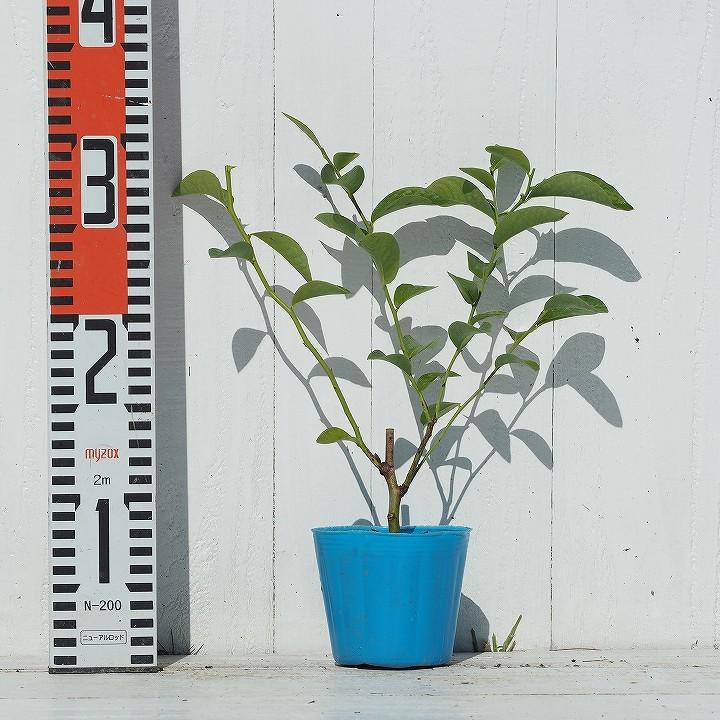 ブルーベリー 苗 【ブリジッタ （ノーザンハイブッシュ系）】 1年生