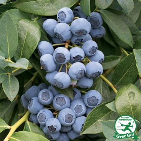 ブルーベリー苗 ブリジッタ大苗 ブルーベリー苗 ブリジッタ＆レガシー