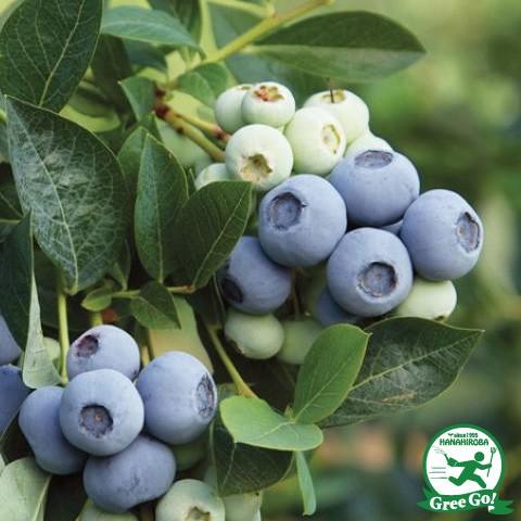 ブルーベリー大苗　ラビットアイ種　オースチン ブルーベリー 苗 【オースチン （ラビットアイ系）】 2年生 挿し木苗