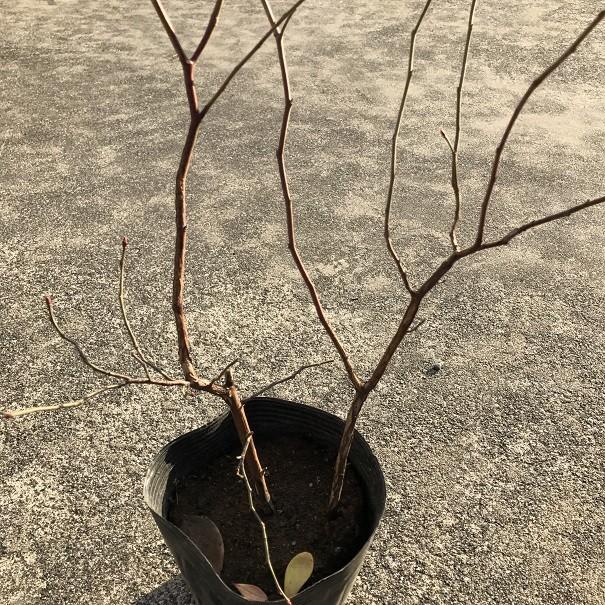 ブルーベリー 苗 【オースチン （ラビットアイ系）】 2年生 挿し木苗