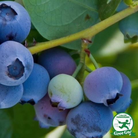 数量限定 ブルーベリー 苗 ノビリス ラビットアイ系 2年生 挿し木苗