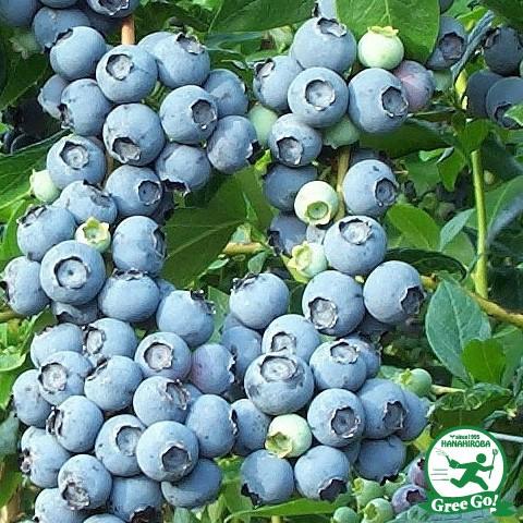 ブルーベリー 苗 【バルドウィン （ラビットアイ系）】 2年生 挿し木苗