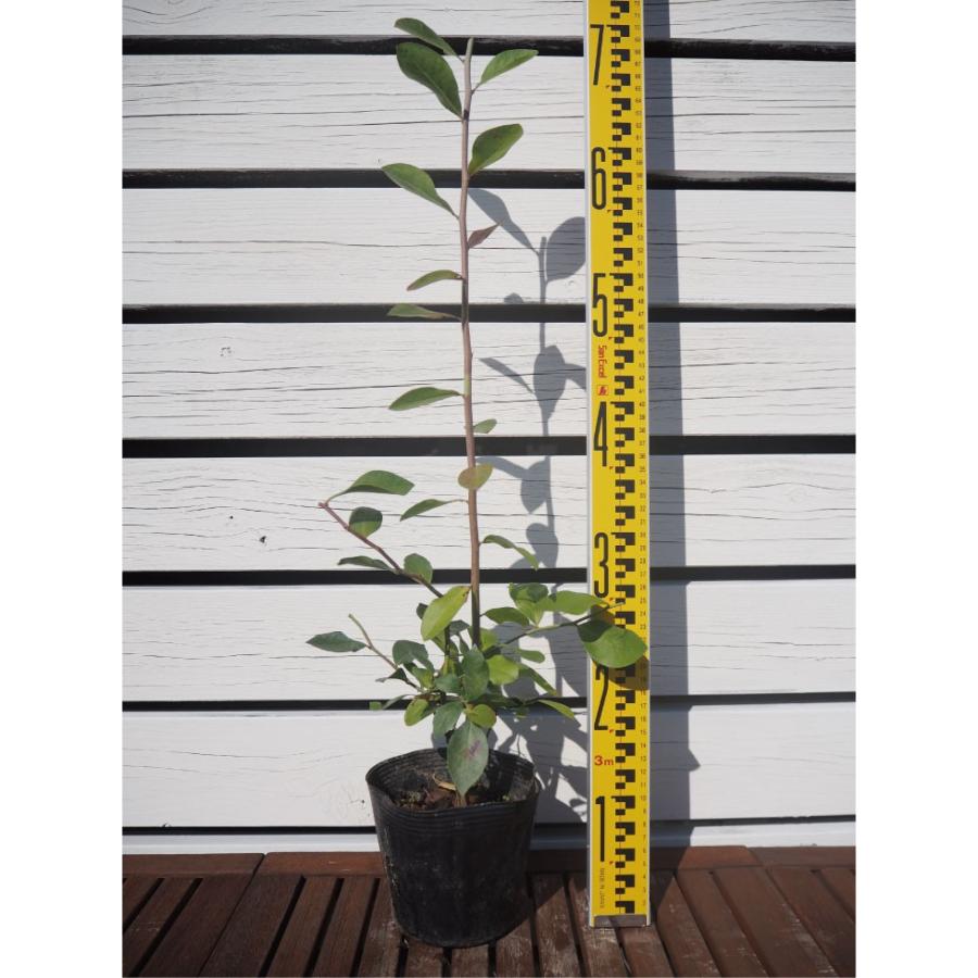 ブルーベリー　苗　2本セット　267 楽天市場】植え替え不要！【品種おまかせ】ノーザンハイブッシュ