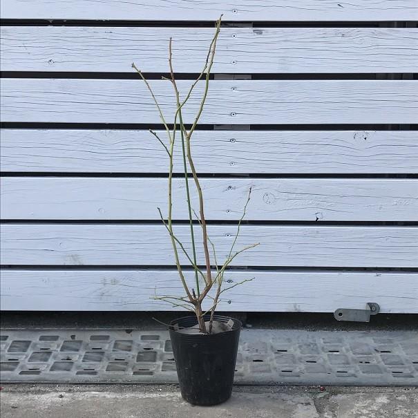 送料無料 ブルーベリー 苗 オニール サザンハイブッシュ系 2年生 挿し木苗 ニーム小袋付き 北海道 沖縄は送料無料適用外です Tn04 031s002 01 Sm 苗木の専門店 グリーンでgo 通販 Yahoo ショッピング