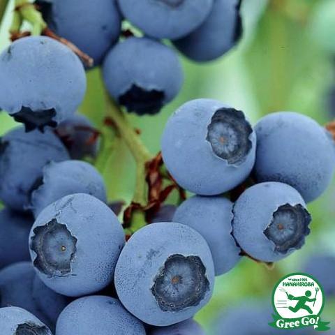 最大64 Offクーポン ブルーベリー 苗 ジョージアジェム サザンハイブッシュ系 2年生 挿し木苗 Aynaelda Com