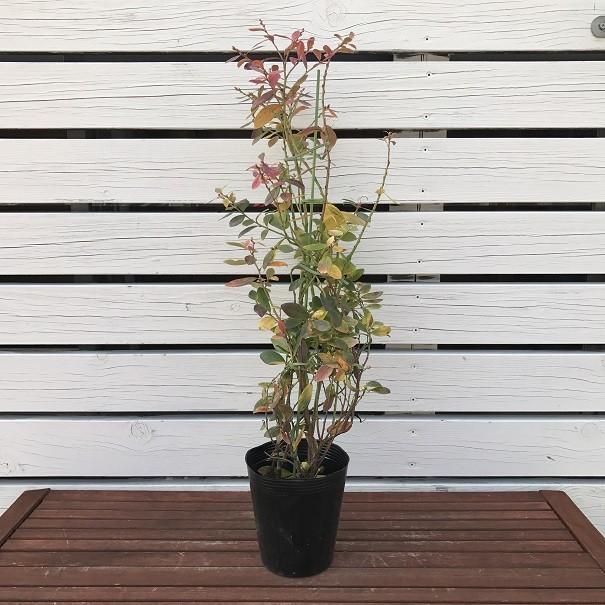 最大64 Offクーポン ブルーベリー 苗 ジョージアジェム サザンハイブッシュ系 2年生 挿し木苗 Aynaelda Com