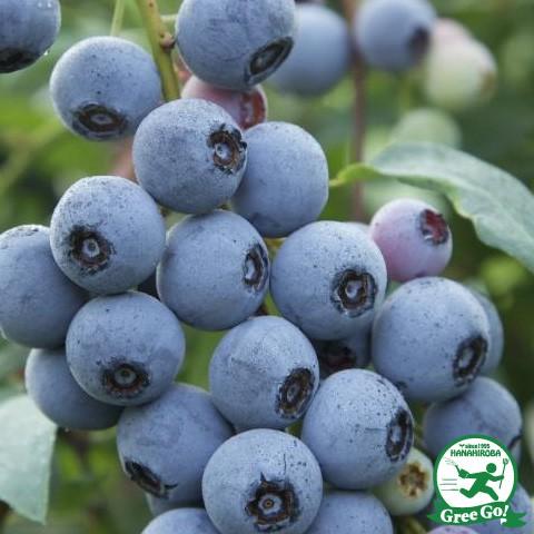 ブルーベリー苗　ミスティ　（ミスティー ）サザンハイブッシュ系　接木大苗　8号鉢 ブルーベリー サザンハイブッシュ系 ミスティーの購入 苗木部 By