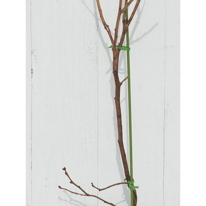 ブルーベリー 苗 【 チャンドラー （ノーザンハイブッシュ系） 】 2