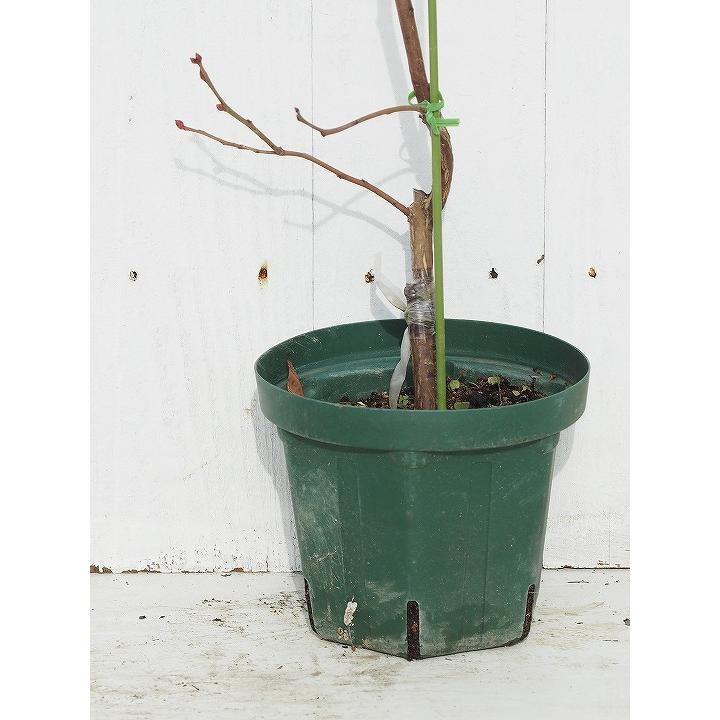 ブルーベリー 苗 【 ブルーレイ （ノーザンハイブッシュ系） 】 2年生