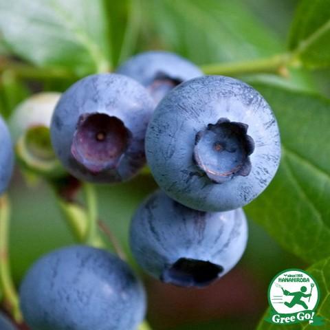 ◇送料無料◇ ブルーベリー 苗 【ブルークロップ（ノーザンハイ