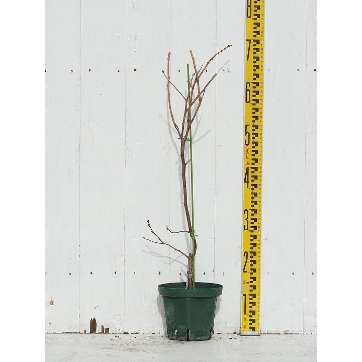 ◇送料無料◇ ブルーベリー 苗 【あまつぶ星（ノーザンハイブッシュ系