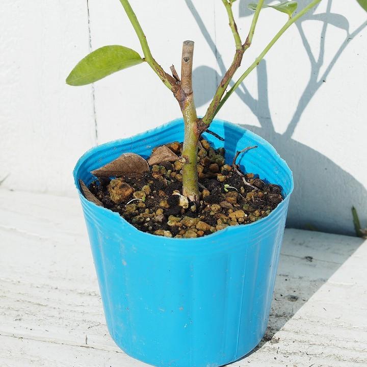 ブルーベリー 苗 【ケープフェアー （サザンハイブッシュ系）】 1年生