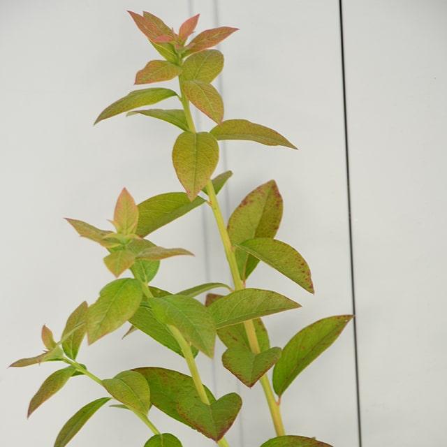 ブルーベリー 苗 【ジュエル (サザンハイブッシュ系)】 2年生 ブルーベリー 苗 【ジュエル (サザンハイブッシュ系)】 2年生