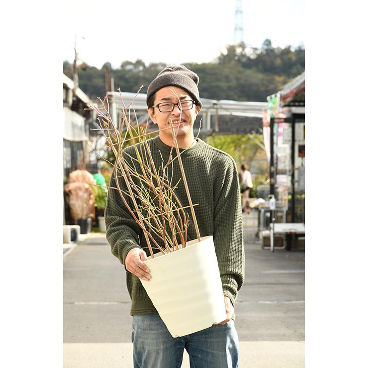 ◇送料無料◇ ブルーベリー 苗木 【鉢色を選べる 相性抜群のおすすめ2 
