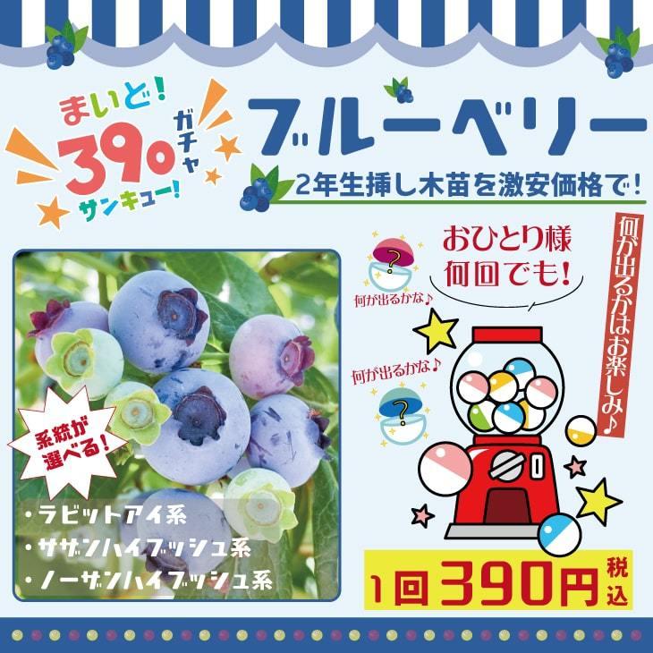 ◇数量限定◇ ブルーベリー 苗 【系統が選べる！ ブルーベリー苗
