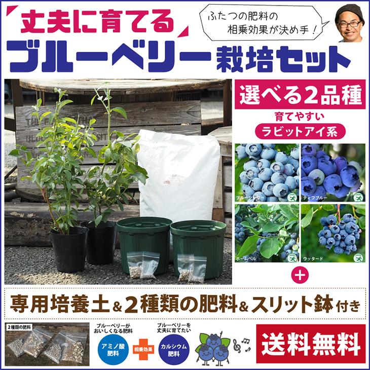 送料無料 ブルーベリー 苗木 2品種選べる 簡単 丈夫に育てる ブルーベリー 栽培セット 北海道 沖縄は送料無料適用外です Tn04 Ri Set01 苗木の専門店 グリーンでgo 通販 Yahoo ショッピング