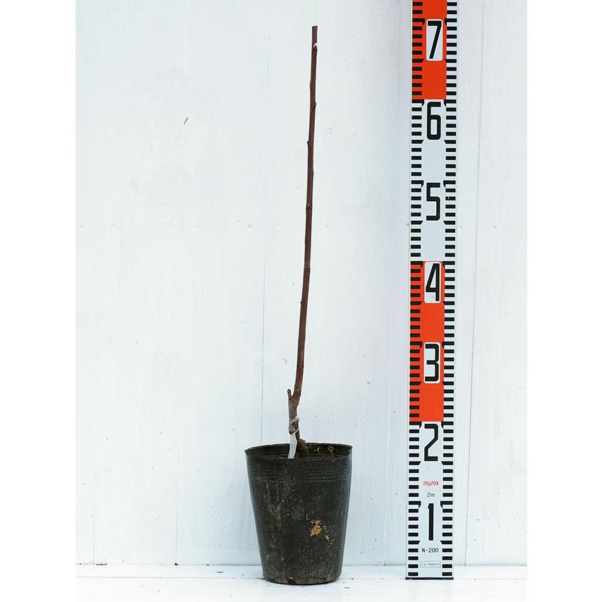 ジューンベリー 苗 大実 ピアソン２ 接ぎ木苗 Tn05 006t001 01 苗木の専門店 グリーンでgo 通販 Yahoo ショッピング