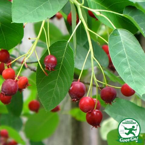 送料無料 ジューンベリー 苗 大実 ラマルキー ポット苗 ニーム小袋付き 北海道 沖縄は送料無料適用外です Tn05 007n001 01 Sm 苗木の専門店 グリーンでgo 通販 Yahoo ショッピング