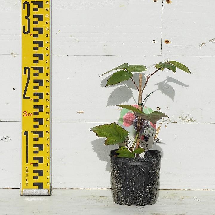 ◇送料無料◇ ブラックベリー 苗 【トゲなし 超大実 トリプルクラウン