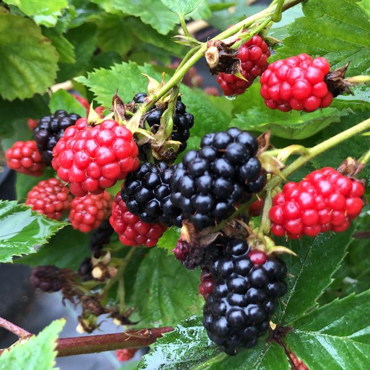 海外並行輸入正規品 二季成り 沖縄は送料無料適用外です 送料無料