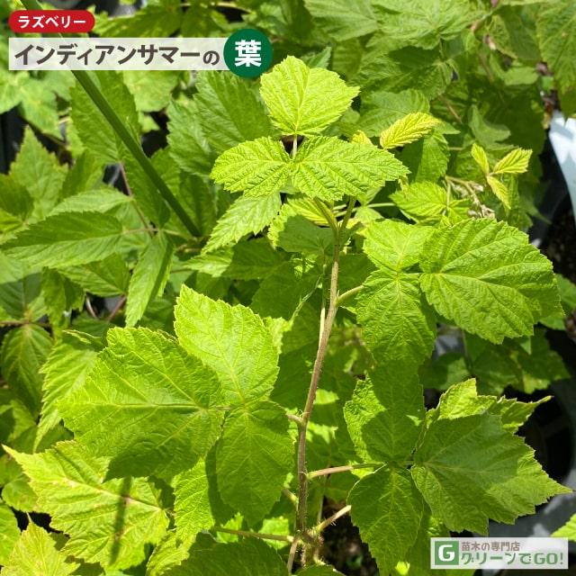 ラズベリー 苗 【インディアンサマー （二季成り）】 2年生 ポット苗