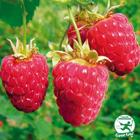 ラズベリー 苗木 的な成長 レッドラズベリー 苗木 1.8メートル大小