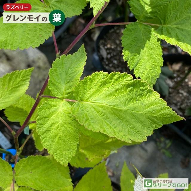 ご注文品　グレンアンプル×2 トゲなしラズベリー苗　2年生 楽天市場】ラズベリー 苗 【トゲなし グレンプロセン （一季成り