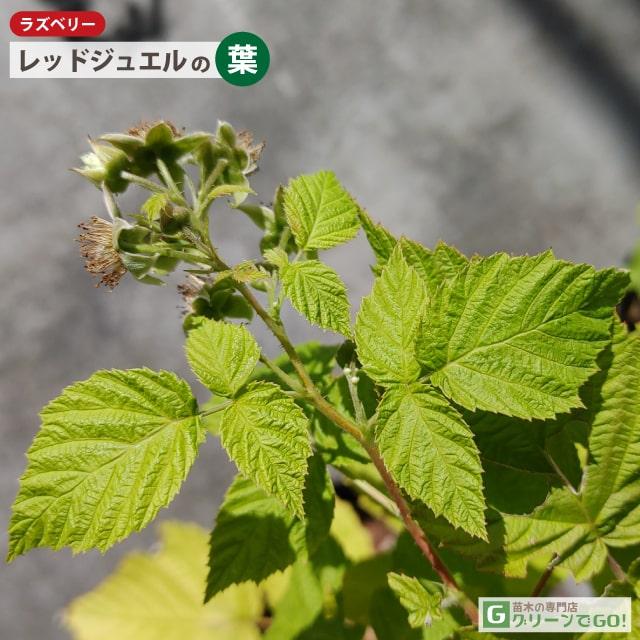 ラズベリー 苗 【レッドジュエル （二季成り）】 1年生 ポット苗