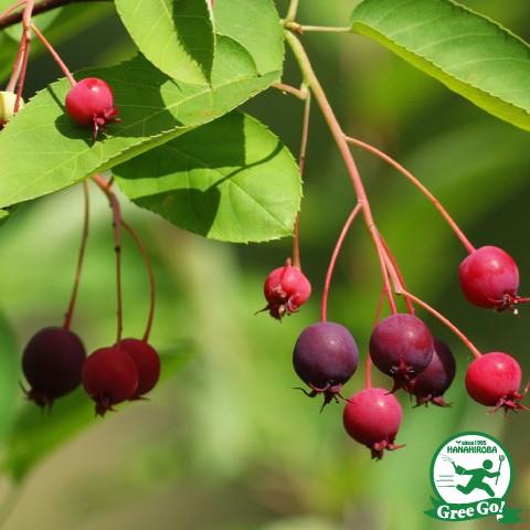 ジューンベリー 苗 大実品種 スノーフレイクス 接ぎ木苗 Tn05 029t001 01 苗木の専門店 グリーンでgo 通販 Yahoo ショッピング