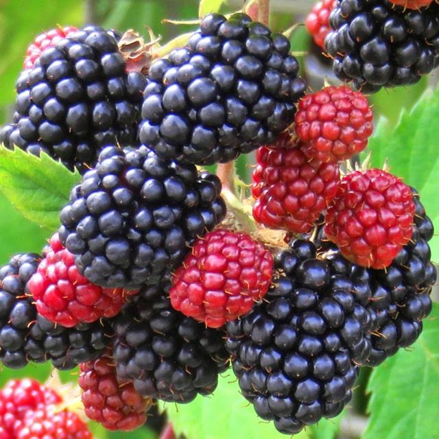 ブラックベリー 苗 【サテンブラック】 1年生 ポット苗 : 苗木の専門店