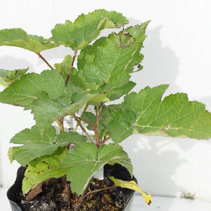 ラズベリー 苗 ウルトララズベリー レッドドリーム 2年生 ポット苗 Tn05 042n001 01 苗木の専門店 グリーンでgo 通販 Yahoo ショッピング