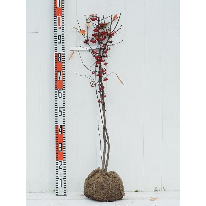 クックベリー 苗 【アロニア】 株立ち 約1.0m 根巻き苗 : 苗木の専門店