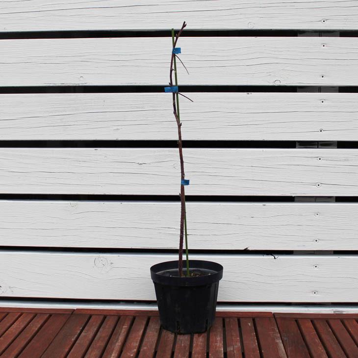 ◇送料無料◇ ラズベリー 苗 【イエローラズベリー ジョイゴールド