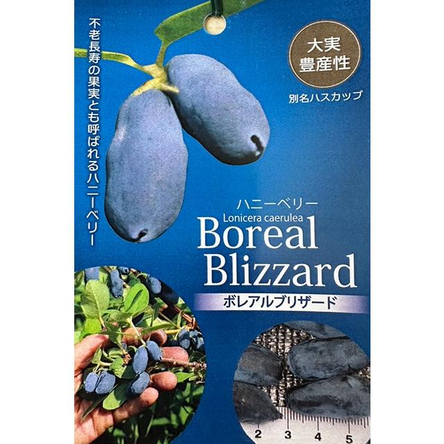 ハニーベリー ハスカップ 苗 【ボレアルブリザード】 ポット苗 : 苗木