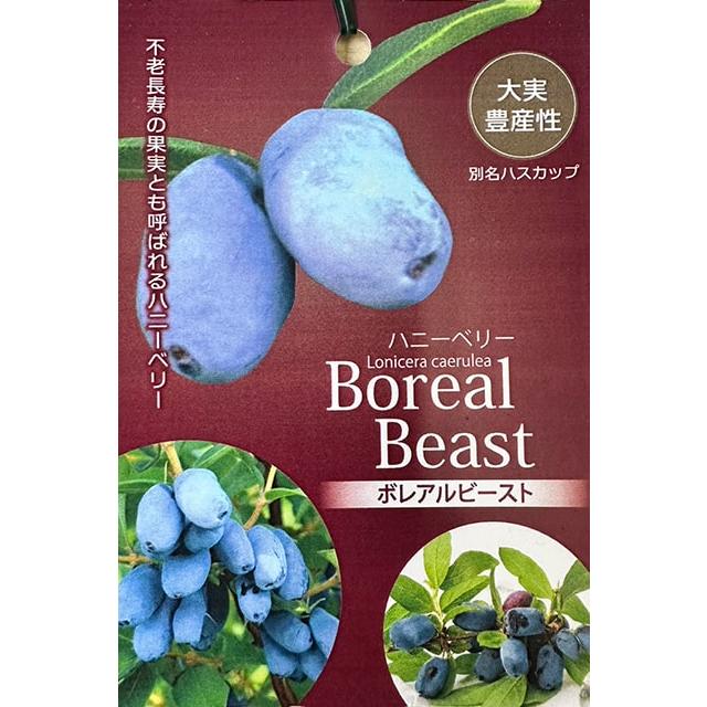 ハニーベリー ハスカップ 苗 【ボレアルビースト】 ポット苗 : 苗木の